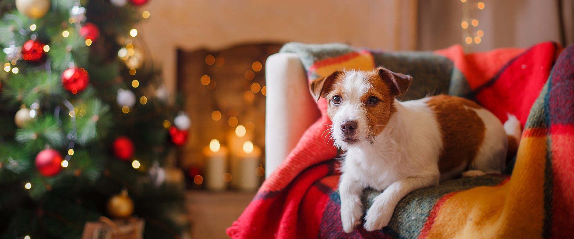 Is holly bad for dogs hotsell